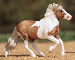 Shetland Pony - Waffles