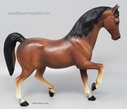 Family Arabian Stallion FAS