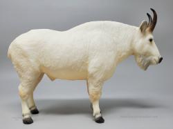 Mountain Goat