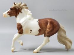 Shetland Pony - Waffles